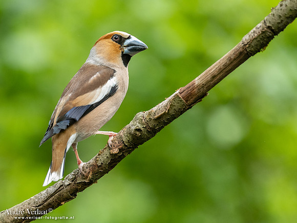 Appelvink / Hawfinch - Oss