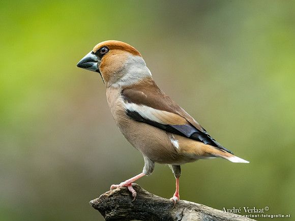 Appelvink / Hawfinch - Oss