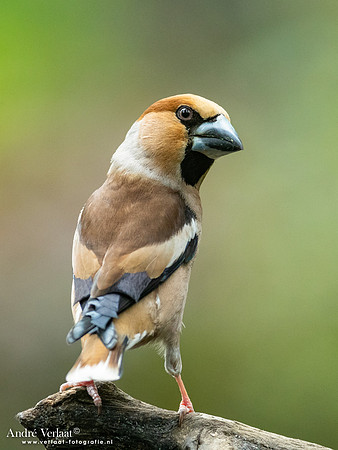 Appelvink / Hawfinch - Oss