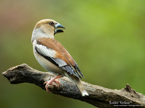 Appelvink / Hawfinch - Oss