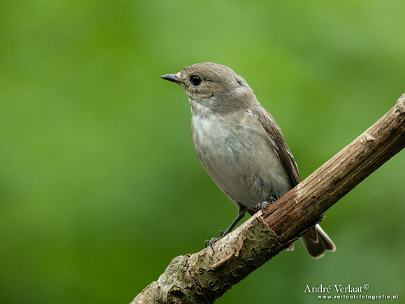 Bonte Vliegenvanger / Pied Flycatcher - Oss