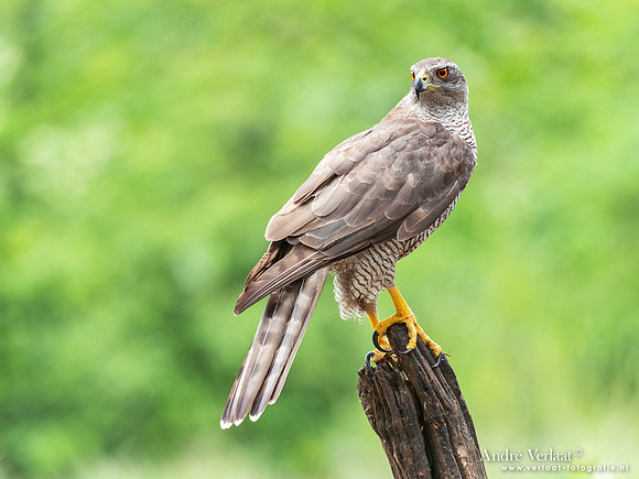 Havik / Northern Goshawk - Oss