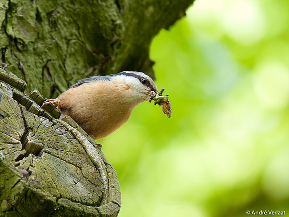 Boomklever / Nuthatch - Stevensbeek