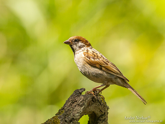 Ringmus / Tree Sparrow - Tiszagyenda