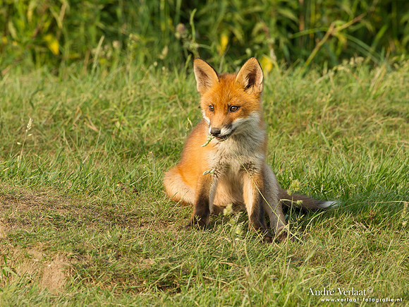 Vos / Red Fox - Zoetermeer