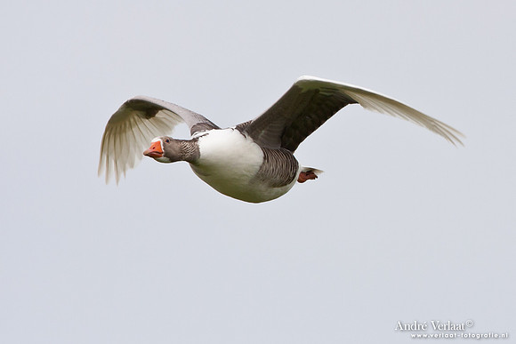 Grauwe Gans / Greylag Goose - Aartswoud
