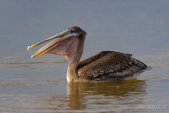 Bruine Pelikaan / Brown Pelican - Rio Lagartos