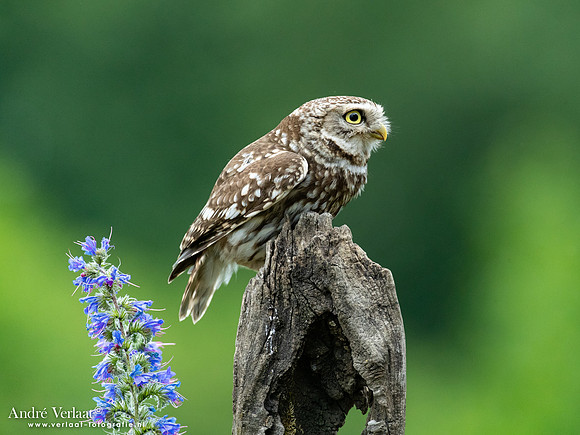 Steenuil / Little Owl - Uden