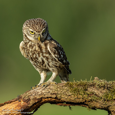 Steenuil / Little Owl - Uden