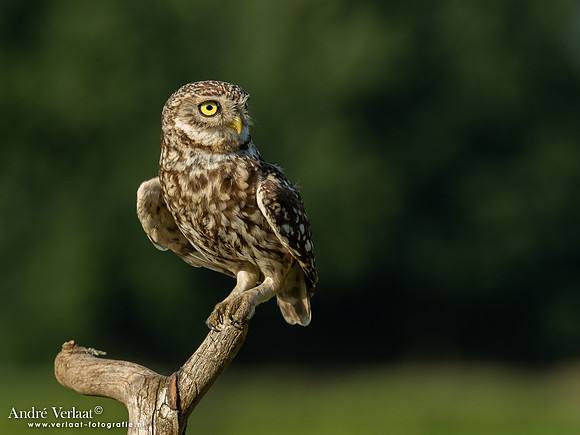 Steenuil / Little Owl - Uden