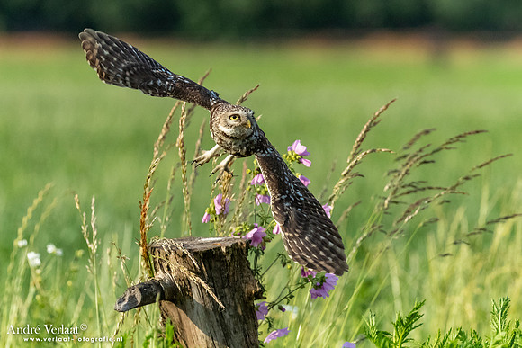 Steenuil / Little Owl - Uden
