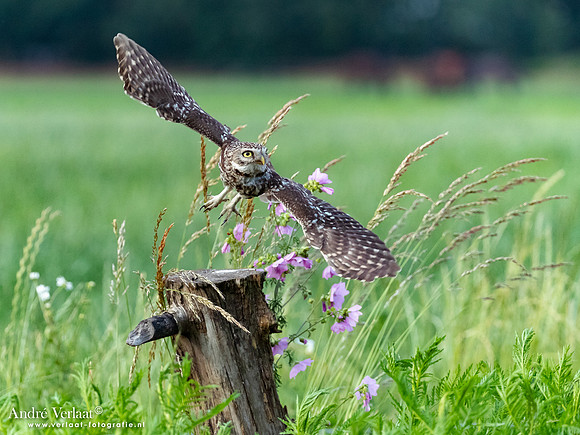Steenuil / Little Owl - Uden