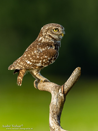 Steenuil / Little Owl - Uden