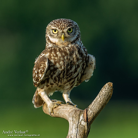 Steenuil / Little Owl - Uden