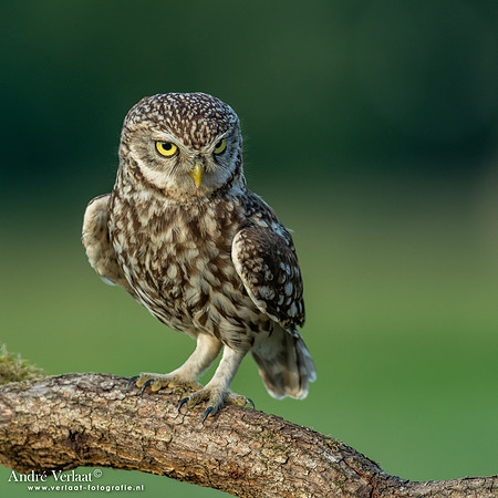 Steenuil / Little Owl - Uden