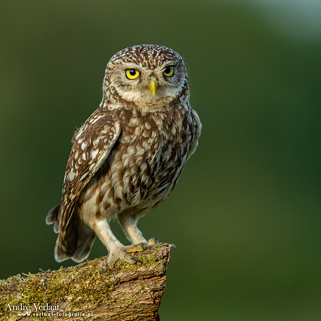 Steenuil / Little Owl - Uden