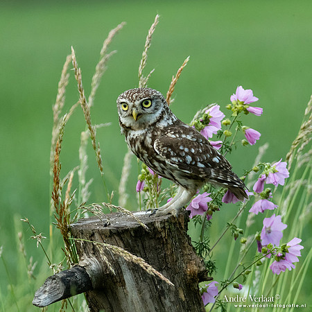 Steenuil / Little Owl - Uden