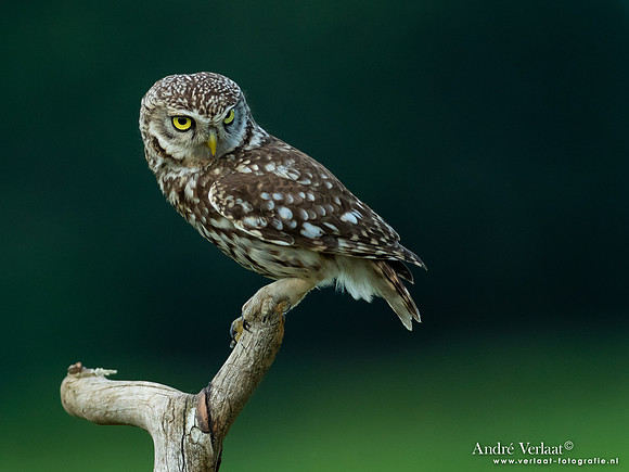 Steenuil / Little Owl - Uden