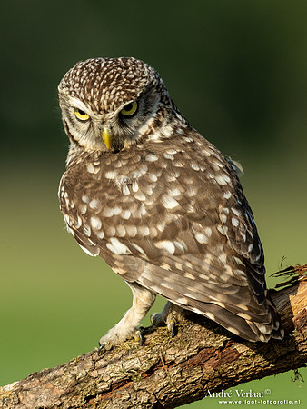 Steenuil / Little Owl - Uden