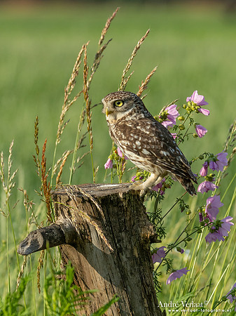 Steenuil / Little Owl - Uden