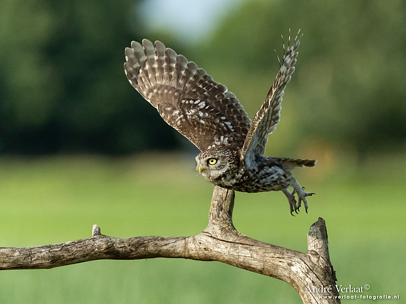 Steenuil / Little Owl - Uden