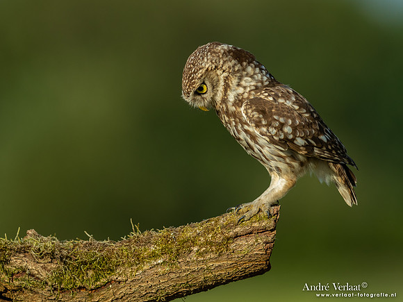Steenuil / Little Owl - Uden
