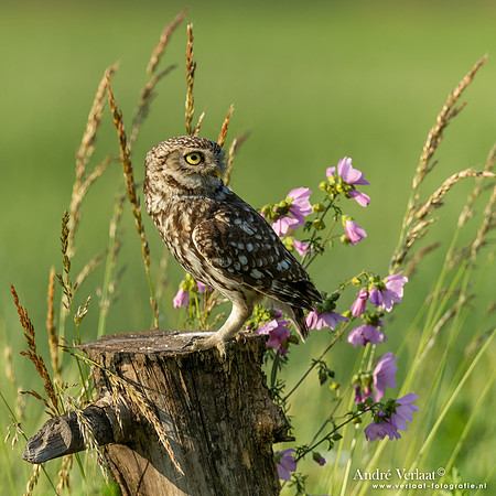 Steenuil / Little Owl - Uden