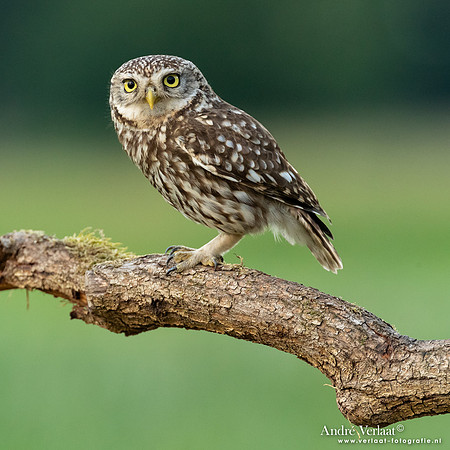 Steenuil / Little Owl - Uden