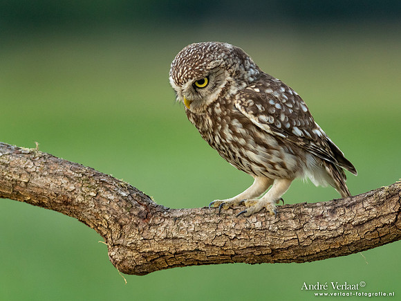 Steenuil / Little Owl - Uden
