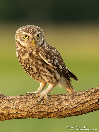 Steenuil / Little Owl - Uden
