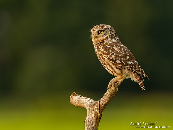 Steenuil / Little Owl - Uden