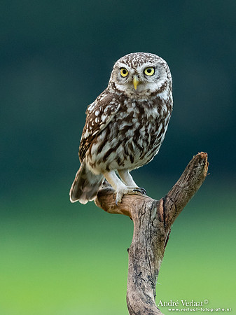Steenuil / Little Owl - Uden