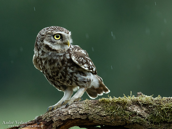 Steenuil / Little Owl - Uden