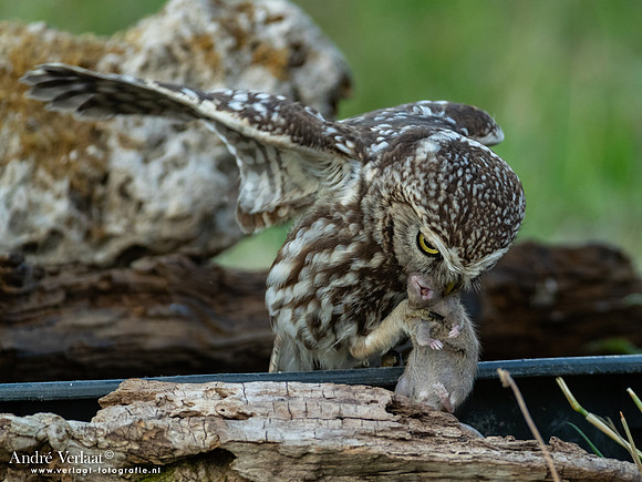 Steenuil / Little Owl - Uden