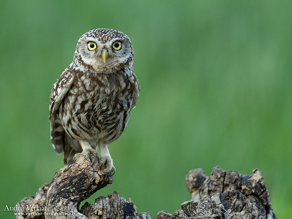 Steenuil / Little Owl - Uden