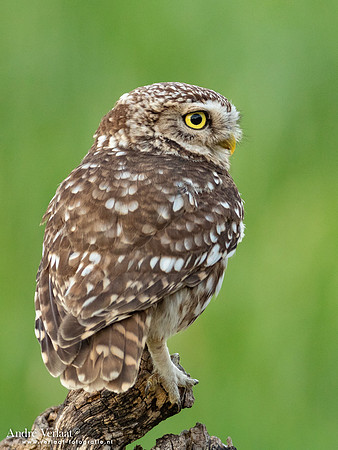 Steenuil / Little Owl - Uden