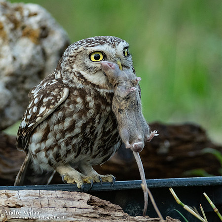 Steenuil / Little Owl - Uden