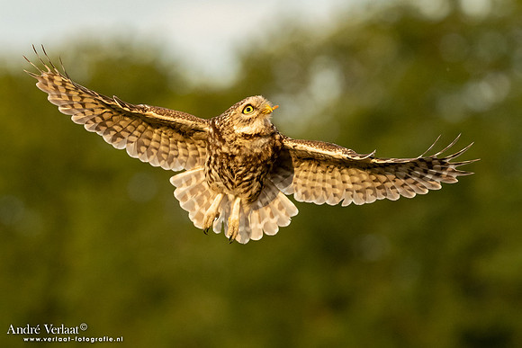 Steenuil / Little Owl - Uden