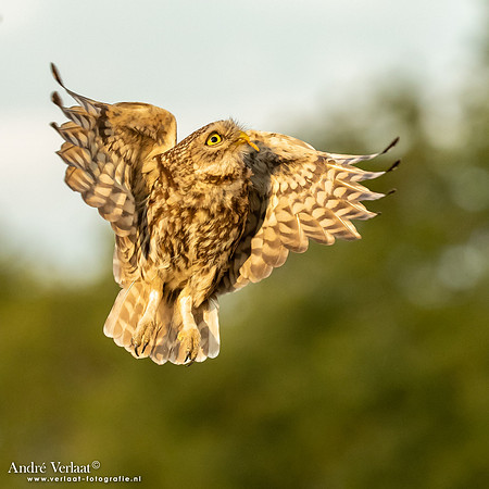 Steenuil / Little Owl - Uden