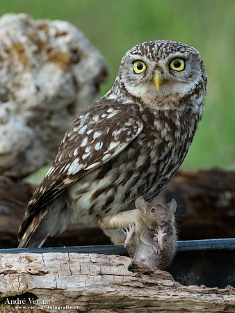 Steenuil / Little Owl - Uden