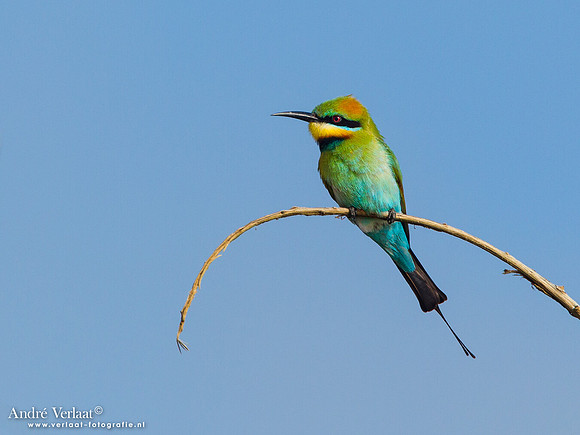 Regenboogbijeneter / Rainbow Bee-eater - Fraser Island