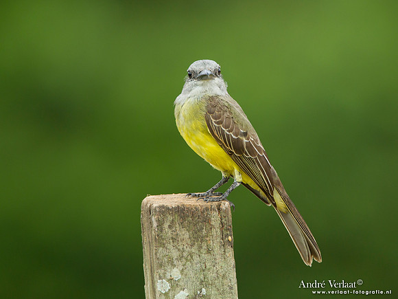 Tropische Koningstiran / Tropical Kingbird - Peperpot