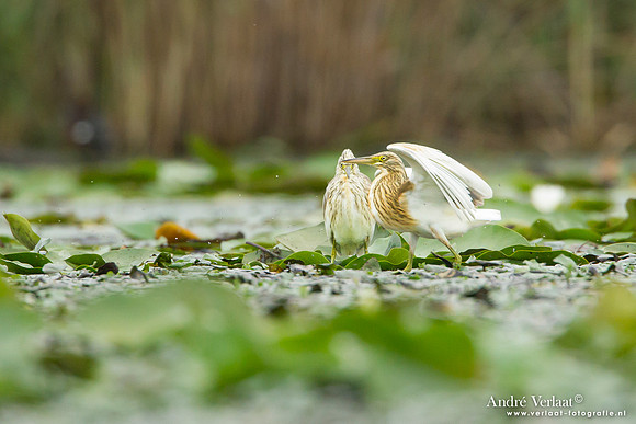 Ralreiger / Squacco Heron - Hortobagyi Nemzet Park