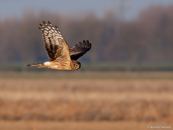 Blauwe Kiekendief / Hen Harrier - Zeewolde