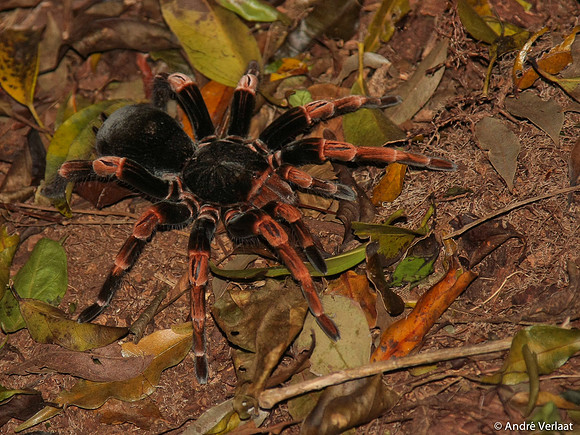 Costa Rican Redleg Tarantula / Roodvoetvogelspin - Monteverde, Costa Rica