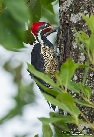 Gestreepte Helmspecht / Lineated Woodpecker - Bigi Pan