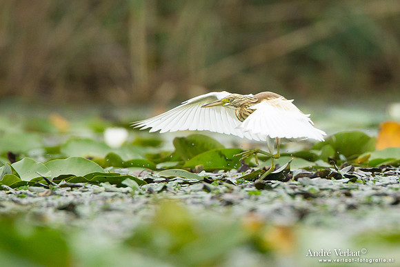 Ralreiger / Squacco Heron - Hortobagyi Nemzet Park
