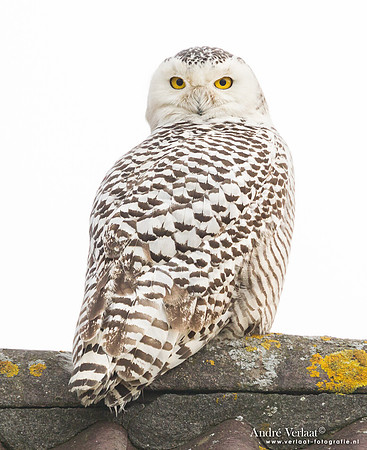 Sneeuwuil / Snowy Owl - de Goorn