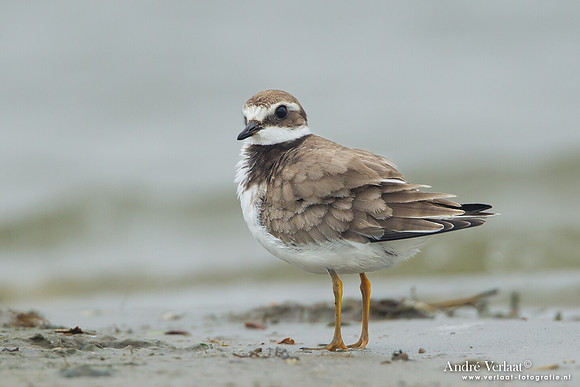 Bontbekplevier / Ringed Plover - Den Helder