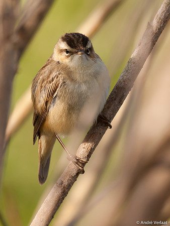 Rietzanger / Sedge Warbler - Egboetswater